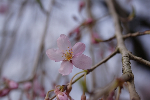 桜　開花　