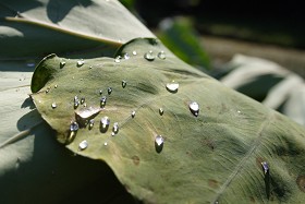里芋の葉の上の水滴