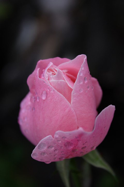 朝露に濡れる薔薇の花